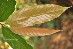 Polyalthia coffeoides